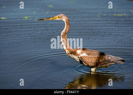 Einen dreifarbigen Heron (Egretta Tricolor) in einem See angeln. Texas, USA. Stockfoto