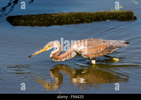 Einen dreifarbigen Heron (Egretta Tricolor) in einem See angeln. Texas, USA. Stockfoto