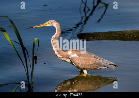 Einen dreifarbigen Heron (Egretta Tricolor) in einem See angeln. Texas, USA. Stockfoto