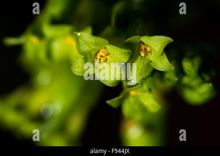 Wolfsmilch Laurel (Daphne Laureola) Blumen Nahaufnahme.  Ein Strauch in der Familie Thymelaeaceae. Stockfoto