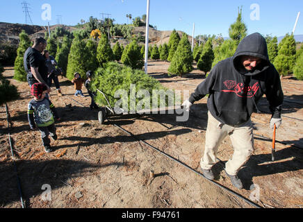 Los Angeles, USA. 12. Dezember 2015. Ein Arbeiter schleppt einen frisch geschnittenen Weihnachtsbaum für Kunden in einem Weihnachtsbaum-Bauernhof in Los Angeles, USA, 12. Dezember 2015. © Zhao Hanrong/Xinhua/Alamy Live-Nachrichten Stockfoto