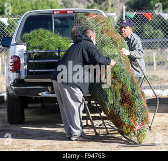 Los Angeles, USA. 12. Dezember 2015. Kunden laden Sie ihre frisch geschnittenen Weihnachtsbaum in einen Pickup-Truck nach dem Kauf bei einem Weihnachtsbaum-Hof in Los Angeles, USA, 12. Dezember 2015. © Zhao Hanrong/Xinhua/Alamy Live-Nachrichten Stockfoto