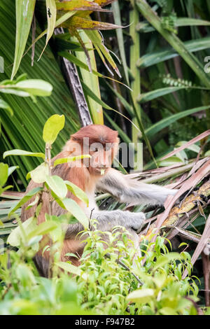 Nasenaffe (Nasalis Larvatus), Kalimantan, Indonesien Stockfoto