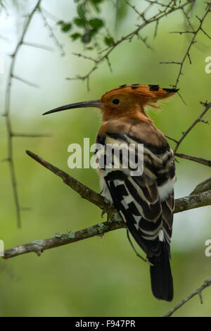 Eurasische Wiedehopf oder gemeinsame Wiedehopf, crested und schön hocken auf den Zweig, Vogel, Upupa epops Stockfoto