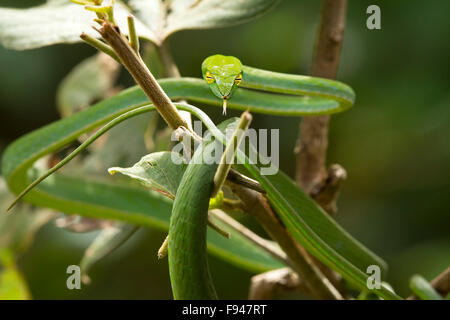 Die gemeinsame Vine-Schlange (Ahaetulla Nasuta) ist eine schlanke grüne Baumschlange in Indien gefunden. Stockfoto