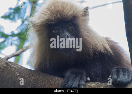 Languren Nilgiri Stockfoto