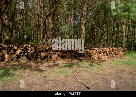 Entwaldung Stockfoto