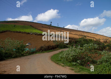 Landwirtschaftliche Flächen in Nilgiris in der Nähe von Ooty, Tamil Nadu, Indien Stockfoto