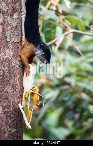 Prevost von Eichhörnchen oder asiatischen dreifarbigen Eichhörnchen (Callosciurus Prevostii), Banane essen, Kalimantan, Indonesien Stockfoto