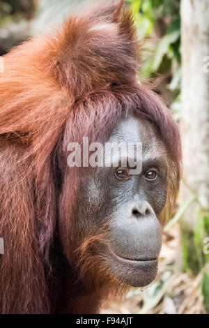 Borneo-Orang-Utan (Pongo Pygmaeus), Tanjung Puting NP, Kalimantan, Borneo, Indonesien Stockfoto