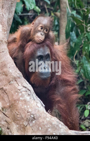 Borneo Orang-Utan (Pongo Pygmaeus) mit Baby, Tanjung Puting NP, Kalimantan, Borneo, Indonesien Stockfoto