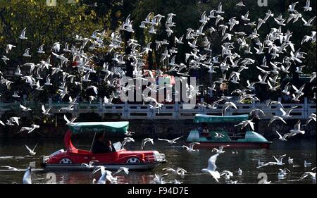 Kunming, China Yunnan Provinz. 13. Dezember 2015. Lachmöwen fliegen im Cuihu Park in Kunming, Hauptstadt der südwestlichen chinesischen Provinz Yunnan, 13. Dezember 2015. © Lin Yiguang/Xinhua/Alamy Live-Nachrichten Stockfoto