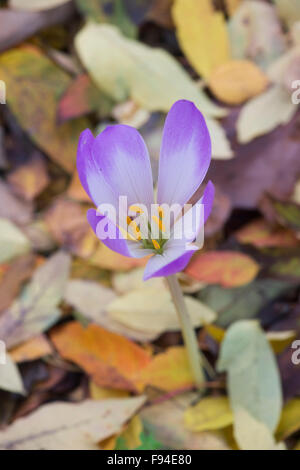 Colchicum Tenorei "Der Riese". Im Herbst blühenden Krokus durch Blattsänfte wächst. Stockfoto