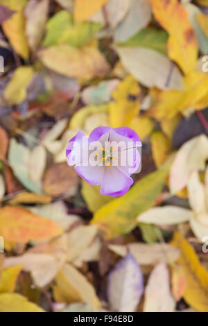 Colchicum Tenorei "Der Riese". Im Herbst blühenden Krokus durch Blattsänfte wächst. Stockfoto