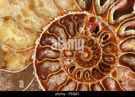 Spiral-Detail aus geschnittenen und polierten Ammoniten (Cleoniceras Cleon) Fossil von Tulear, Madagaskar. Stockfoto