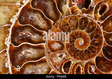 Spiral-Detail aus geschnittenen und polierten Ammoniten (Cleoniceras Cleon) Fossil von Tulear, Madagaskar. Stockfoto