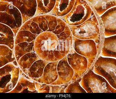 Spiral-Detail aus geschnittenen und polierten Ammoniten (Cleoniceras Cleon) Fossil von Tulear, Madagaskar. Stockfoto