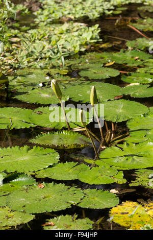 Seerose im kleinen Teich, Nusa Penida, Bali, Indonesien Stockfoto