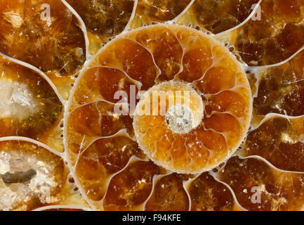 Spiral-Detail aus geschnittenen und polierten Ammoniten (Cleoniceras Cleon) Fossil von Tulear, Madagaskar. Stockfoto