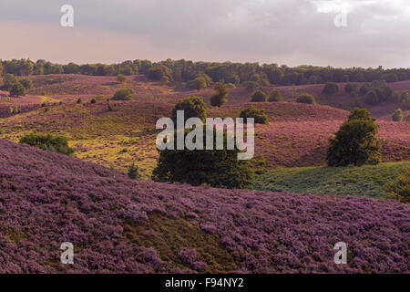 Endlose Hügel voller lila blühenden Heidekraut, Sommer im Nationalpark Veluwe, Niederlande. Stockfoto