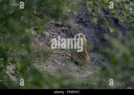 Nördlichen Uhu / Europaeischer Uhu (Bubo Bubo) sitzt versteckt hinter Büschen, sieht sich mit seinen leuchtenden orangefarbenen Augen. Stockfoto