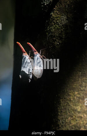 Paar des Pyrops Sultana SP. von Borneo. Stockfoto