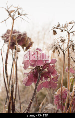 gefrorene Garten im Winter mit Frost bedeckt verblasst Hydrangea blüht Stockfoto