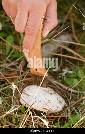 Weibliche Hand Reinigung einen Pilz Stockfoto