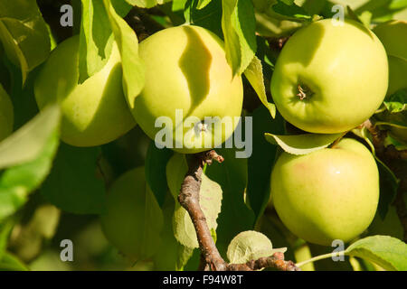 Gruppe von Äpfeln in einen Apfelbaum Zweig Stockfoto