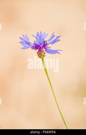 Kornblume-Anlage auf Beige Hintergrund Stockfoto