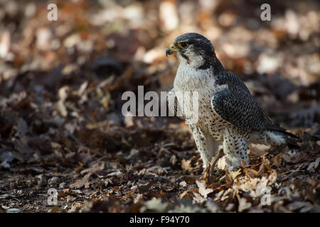 Wanderfalke (Falco Peregrinus), Falconidae, verbreitet Stockfoto