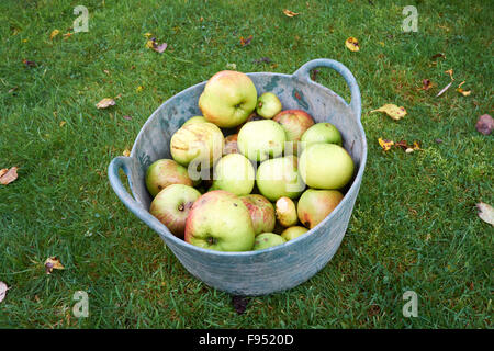 Windfall Bramley-Äpfel im Garten Trug gesammelt. Stockfoto