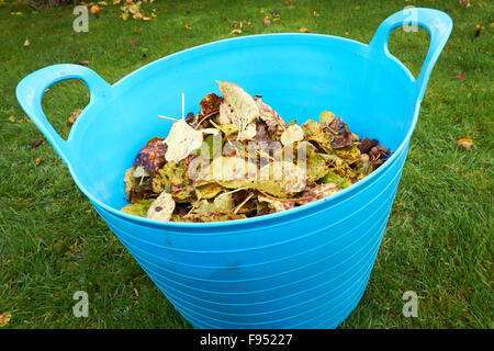 Laub im Herbst versammelten sich in einem Garten Trug. Stockfoto