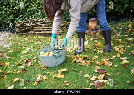 Weibliche Gathering Windfall Bramley Äpfel in einem Garten Trug. Stockfoto