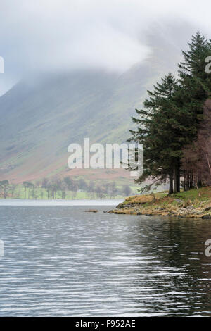 Eine Landschaft mit Pinien am Rande des Buttermere im Lake District, Cumbria UK an einem n bewölkten Tag Stockfoto