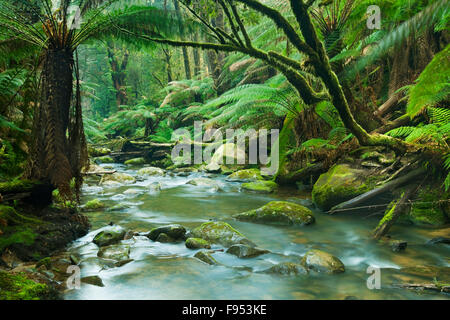 Ein Fluss, der durch einen schönen gemäßigten Regenwald. Der Abfluss der Beauchamp Fälle im Great Otway National Park, Vi Stockfoto