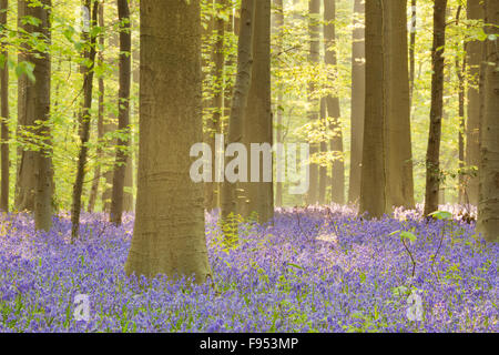 Einen wunderschönen blühenden Bluebell Wald im morgendlichen Sonnenlicht. Fotografiert im Wald Halle (Hallerbos) in Belgien. Stockfoto