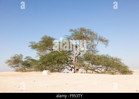 Baum des Lebens, Bahrain Stockfoto