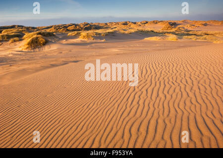 Sanddünen auf Forvie National Nature Reserve im Abendlicht - in der Nähe von Newburgh, Aberdeenshire, Schottland. Stockfoto