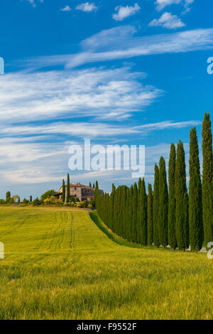 Eine Reihe von Bäumen führt zu einer Villa in der Toskana, Italien Stockfoto