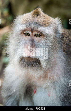 Krabben essen Makaken (Macaca Fascicularis) weiblich Stockfoto