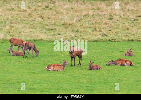 Red Deer Hirsch Wache über sieben von seinem Hind Rothirsch in Perthshire Schottland Stockfoto