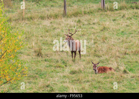 Red Deer Hirsch stehend mit einzelnen Hind Hirsch liegend in der Brunfft-Saison in Perthshire Schottland Stockfoto