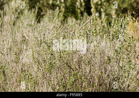 Thymus Vulgaris, gemeinsame Thymian, deutscher Thymian, Garten-Thymian, Wildkräuter in Spanien. Stockfoto