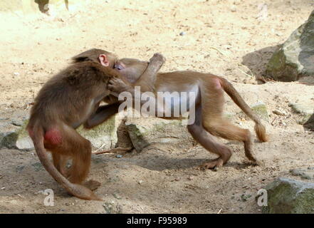 Aggressiven jungen männlichen afrikanischen Hamadryas Paviane (Papio Hamadryas) misshandelnd und kämpfen Stockfoto