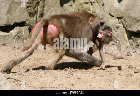 Baby männlichen afrikanischen Hamadryas Pavian (Papio Hamadryas) wird durch eine aggressive ältere Männchen diszipliniert Stockfoto