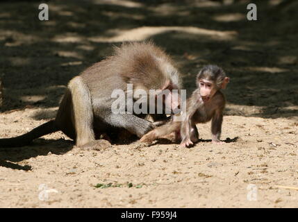 Baby männlichen afrikanischen Hamadryas Pavian (Papio Hamadryas) wird von einem älteren männlichen diszipliniert Stockfoto