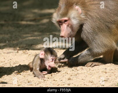 Baby männlichen afrikanischen Hamadryas Pavian (Papio Hamadryas) wird von einem älteren männlichen diszipliniert Stockfoto