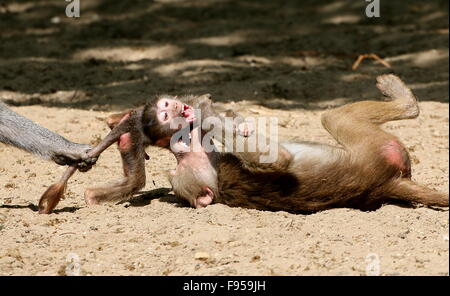 Aggressiven jungen männlichen afrikanischen Hamadryas Paviane (Papio Hamadryas) spielen und kämpfen Stockfoto