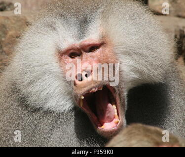 Aggressive männliche afrikanische Hamadryas Pavian (Papio Hamadryas) Knurren Stockfoto